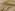 tiss_1160